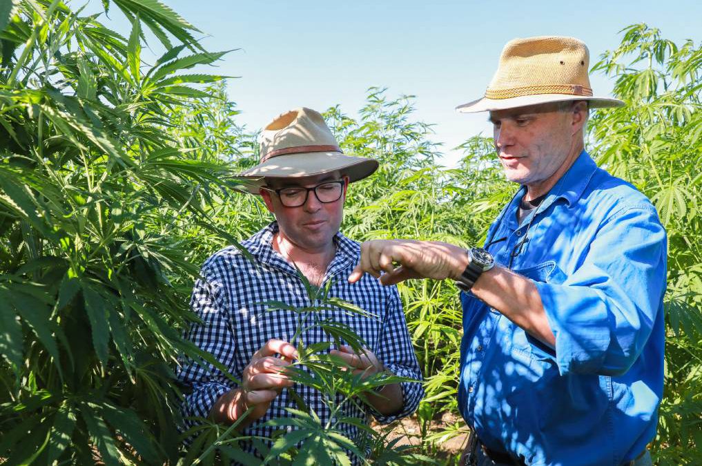 Moree hemp crop trial just the start of farmer led company’s bold plans