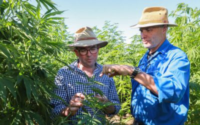 Moree hemp crop trial just the start of farmer led company’s bold plans